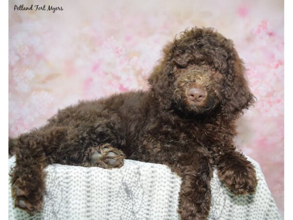 Standard Poodle--Male---Petland Fort Myers, Florida
