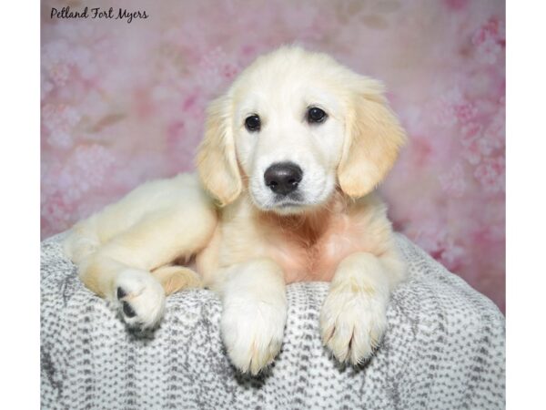 Golden Retriever--Female---Petland Fort Myers, Florida