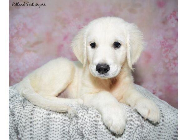Golden Retriever--Male---Petland Fort Myers, Florida
