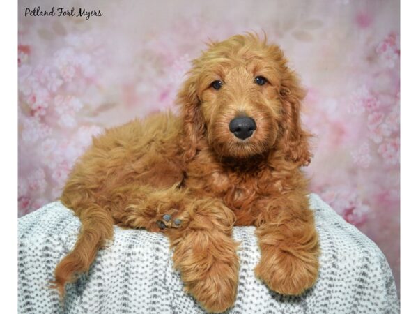 Goldendoodle--Female---Petland Fort Myers, Florida
