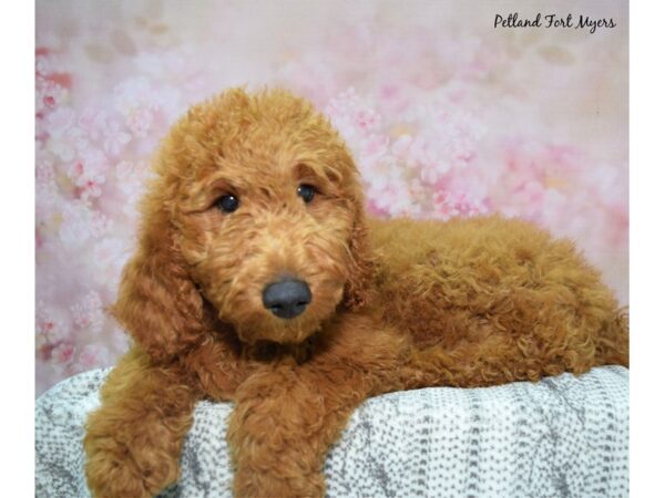 Goldendoodle--Male---Petland Fort Myers, Florida