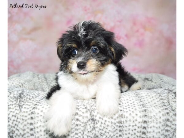 Toy Aussie Poo--Female---Petland Fort Myers, Florida
