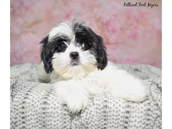 Lhasa Apso--Female---Petland Fort Myers, Florida