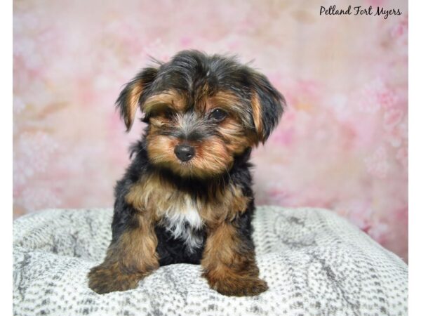 Yorkshire Terrier--Male---Petland Fort Myers, Florida
