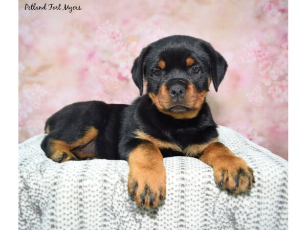 Rottweiler--Female---Petland Fort Myers, Florida