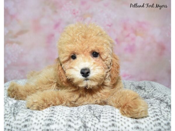 Toy Poodle--Male---Petland Fort Myers, Florida