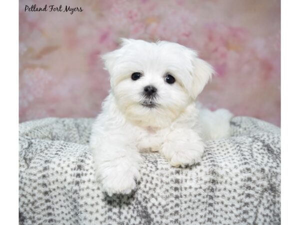 Maltese--Male---Petland Fort Myers, Florida