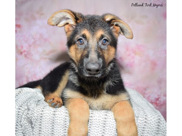 German Shepherd--Female---Petland Fort Myers, Florida