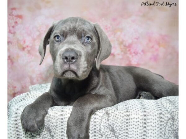 Cane Corso--Female---Petland Fort Myers, Florida