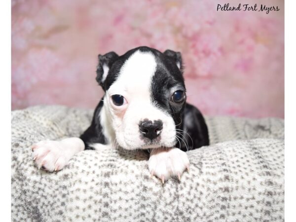 [#23582] Black & Wh Female Boston Terrier Puppies for Sale