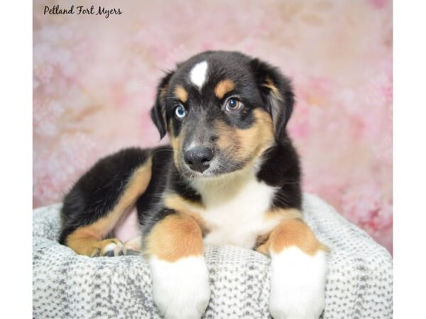 Australian Shepherd--Male---Petland Fort Myers, Florida