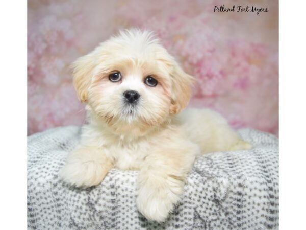 Lhasa Apso--Male---Petland Fort Myers, Florida