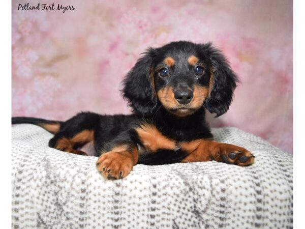 Dachshund--Male---Petland Fort Myers, Florida