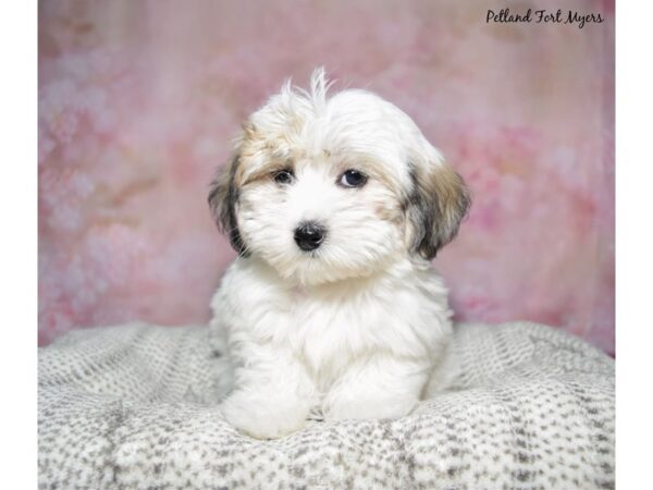 Coton De Tulear--Female---Petland Fort Myers, Florida