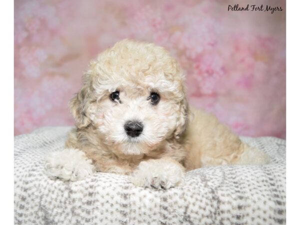 Teddy Bear--Female---Petland Fort Myers, Florida
