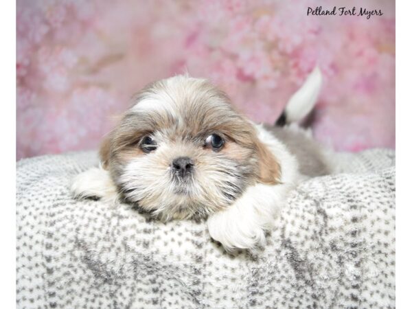Shih Tzu--Female---Petland Fort Myers, Florida