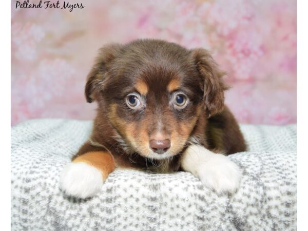 Miniature Australian Shepherd--Female---Petland Fort Myers, Florida