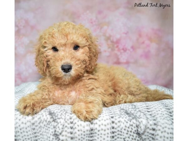 Goldendoodle--Female---Petland Fort Myers, Florida