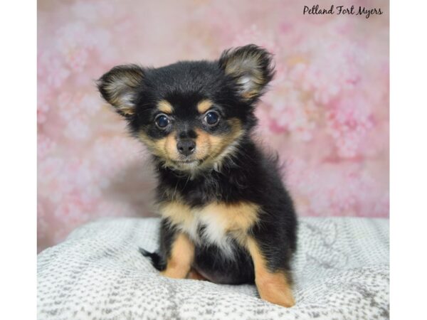 Chihuahua--Female---Petland Fort Myers, Florida