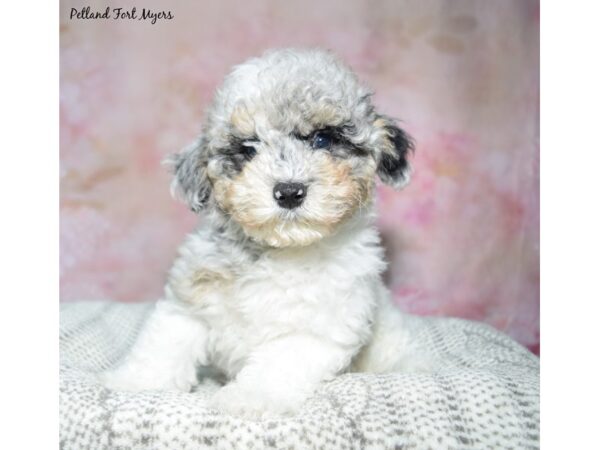 Bichapoo--Male---Petland Fort Myers, Florida