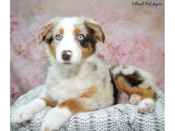 Australian Shepherd--Female---Petland Fort Myers, Florida