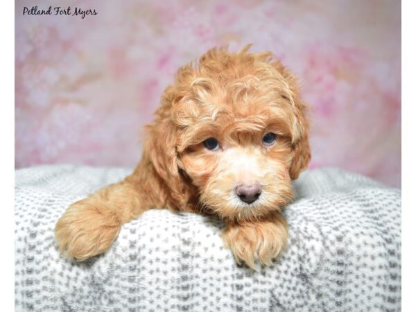 Shih-Poo (Shih Tzu/Poodle)--Female---Petland Fort Myers, Florida