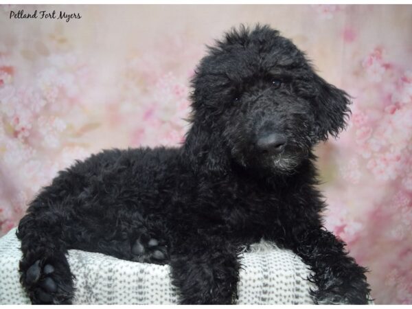 [#23598] Black Female Standard Poodle Puppies for Sale