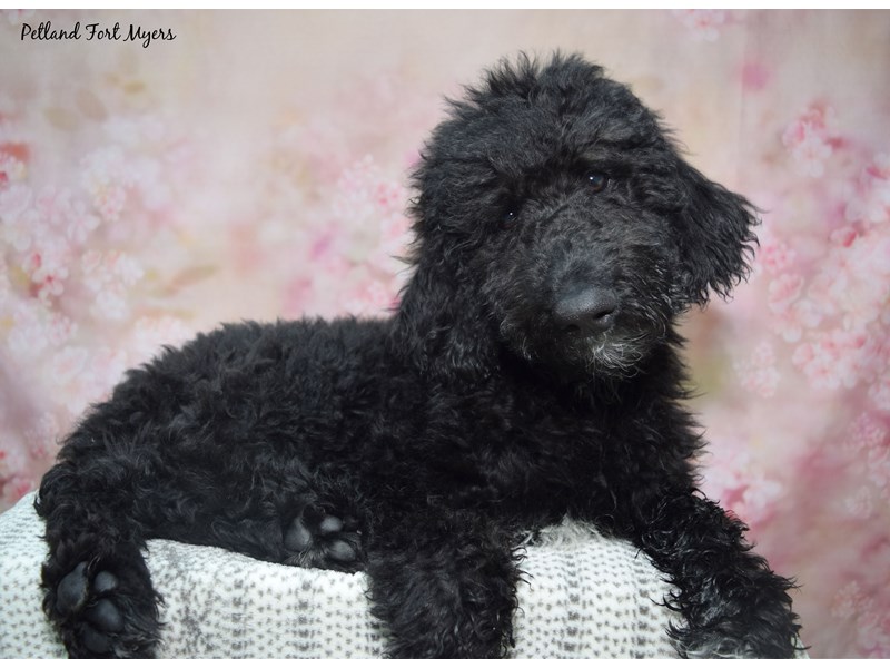 Standard Poodle - 23598 Image #1