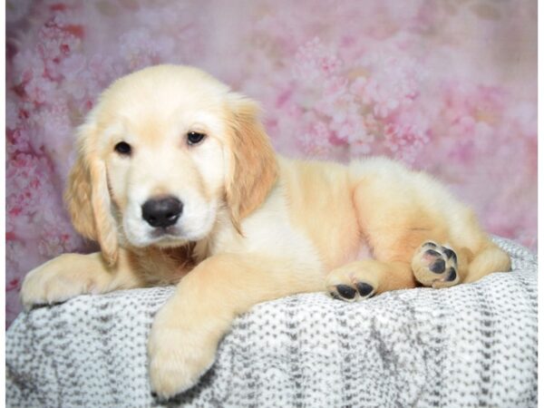 Golden Retriever--Male---Petland Fort Myers, Florida