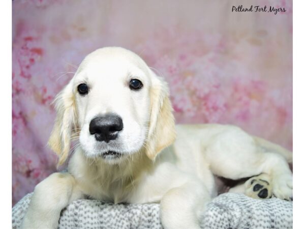 Golden Retriever--Male---Petland Fort Myers, Florida