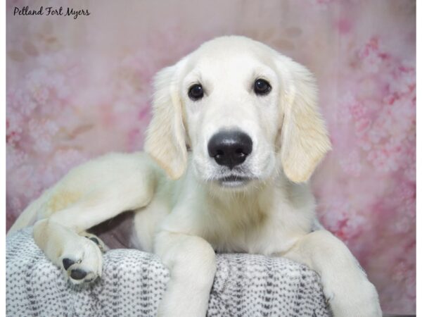 Golden Retriever--Male---Petland Fort Myers, Florida
