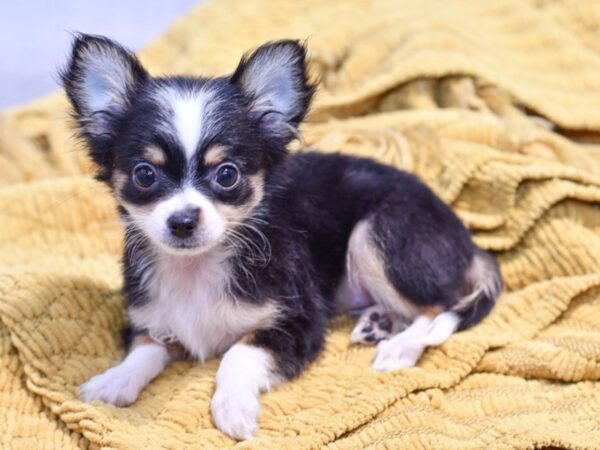 [#23655] Black / White Female Chihuahua Puppies for Sale