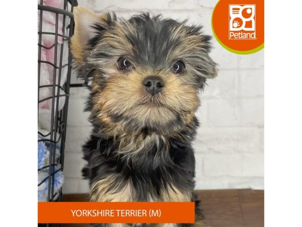 [#23668] Black / Tan Male Yorkshire Terrier Puppies for Sale