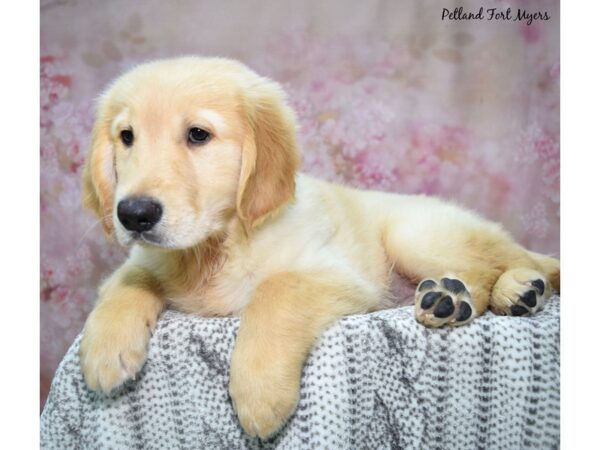 Golden Retriever--Male---Petland Fort Myers, Florida