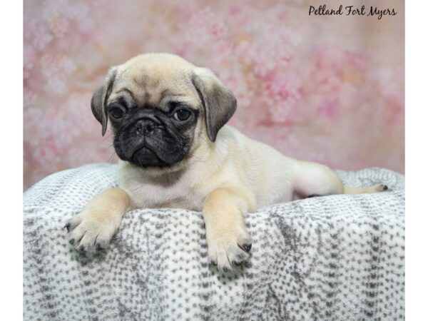 Pug--Male---Petland Fort Myers, Florida
