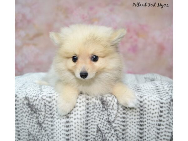 Pomeranian--Female---Petland Fort Myers, Florida