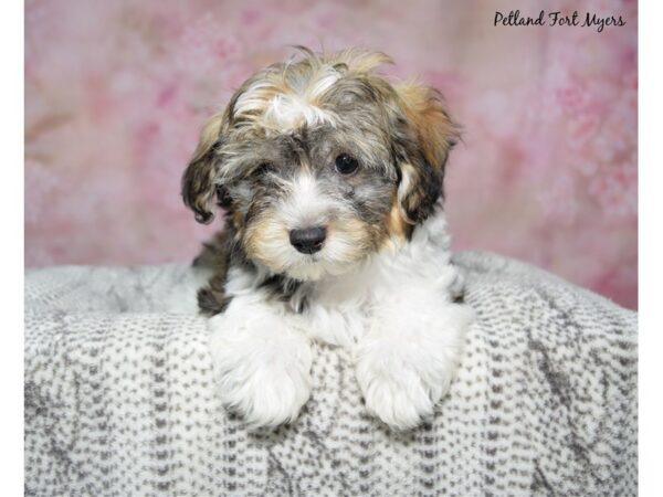 [#23625] Br & Wh Female Havanese Puppies for Sale