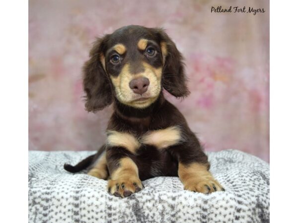 Dachshund--Male---Petland Fort Myers, Florida