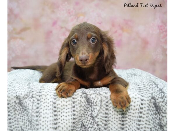 Dachshund--Male---Petland Fort Myers, Florida