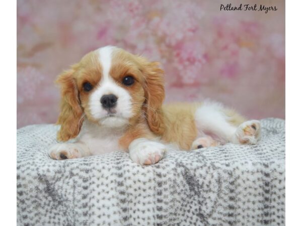 Cavalier King Charles Spaniel--Female---Petland Fort Myers, Florida