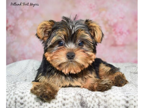 Yorkshire Terrier--Male---Petland Fort Myers, Florida