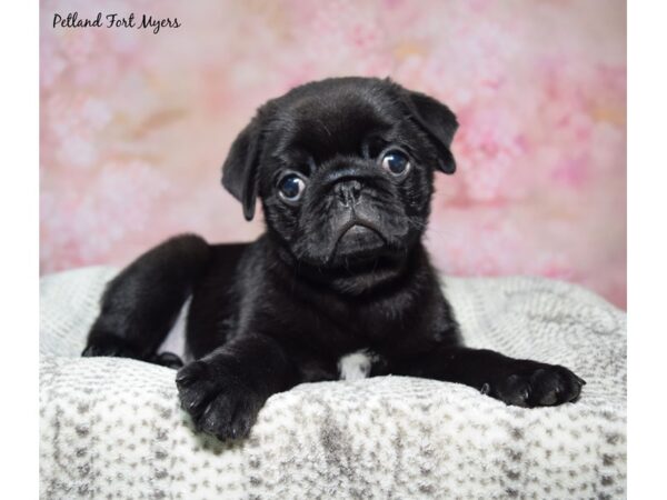 Pug--Male---Petland Fort Myers, Florida