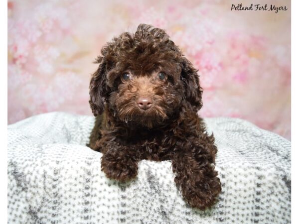 Miniature Poodle--Female---Petland Fort Myers, Florida