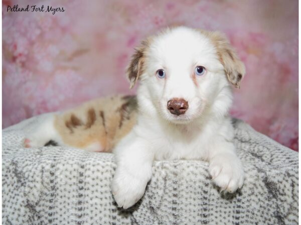 Miniature Australian Shepherd--Female---Petland Fort Myers, Florida