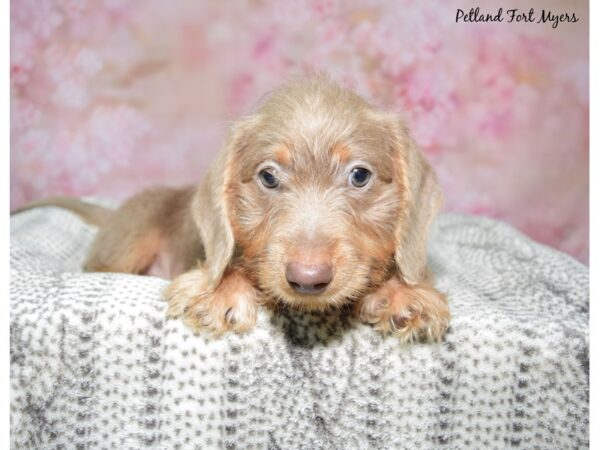 Dachshund--Male---Petland Fort Myers, Florida