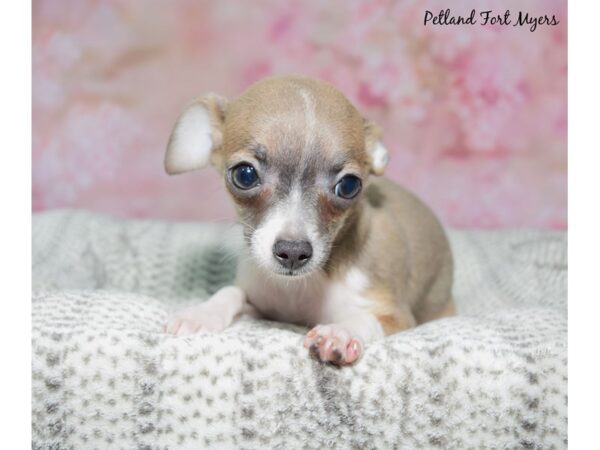 Chihuahua--Female---Petland Fort Myers, Florida