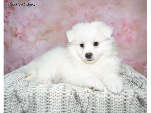 American Eskimo--Male---Petland Fort Myers, Florida