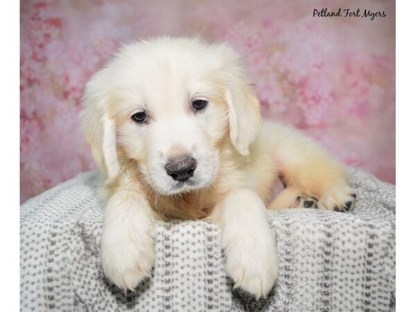 Golden Retriever--Male---Petland Fort Myers, Florida