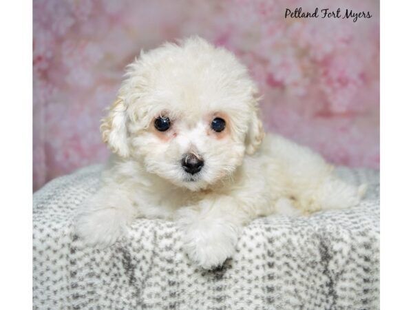 [#23651] Apricot Female Bichapoo Puppies for Sale