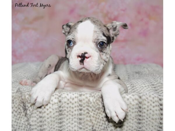 [#23652] Blue Merle Female Boston Terrier Puppies for Sale